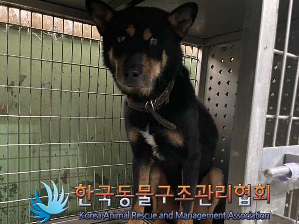 종료(반환) 믹스견…